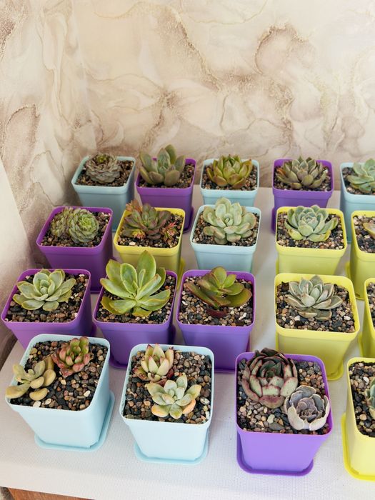 Продаю суккуленты