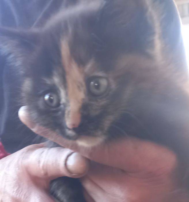 Бесплатно,в добрые ручки