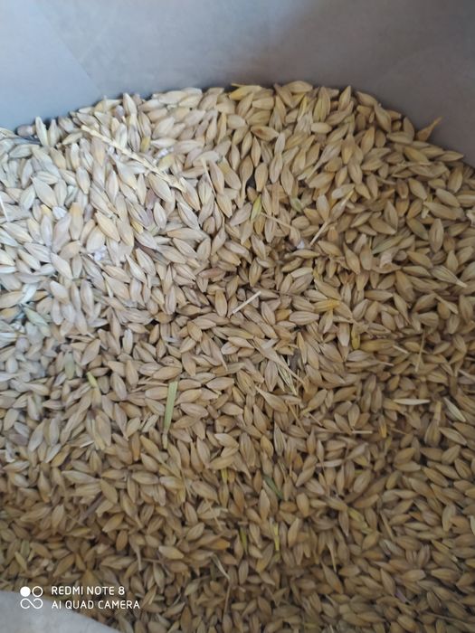 Продам кукуруза 180тг/кг