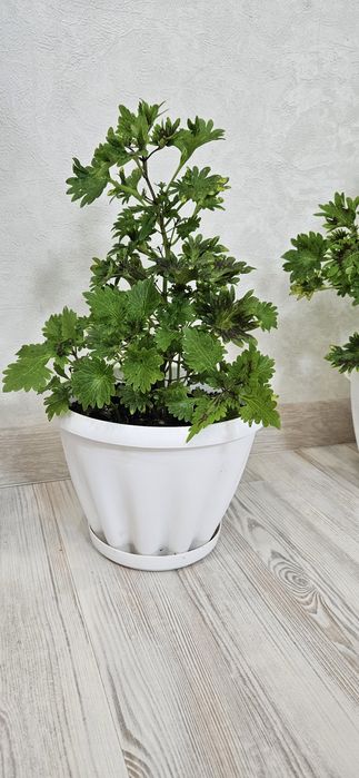 Астана. Комнатные, офисные цветы