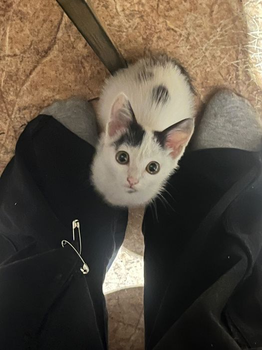 Продам котенка в добрые руки