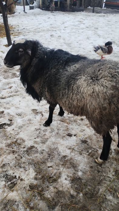 Vînd sau schimb cu berbec din aceași rasa Romanov!