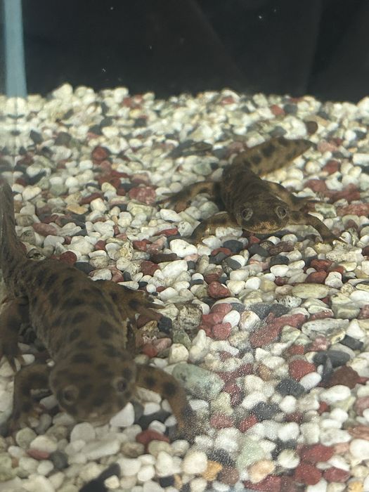 испанскик тритоны