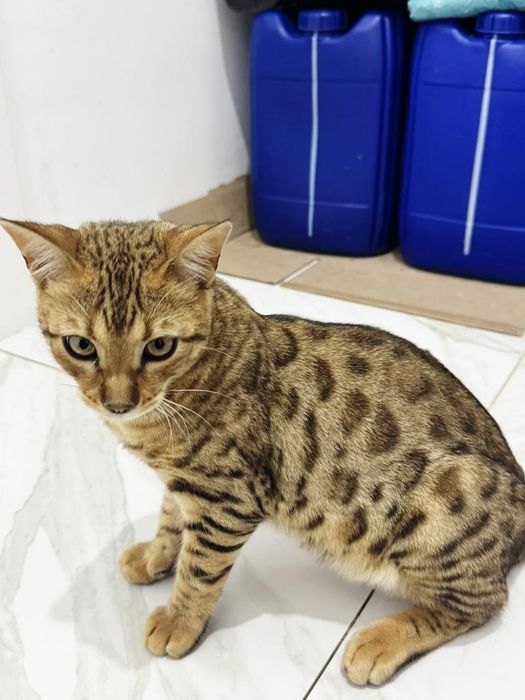 Чистокровный кот