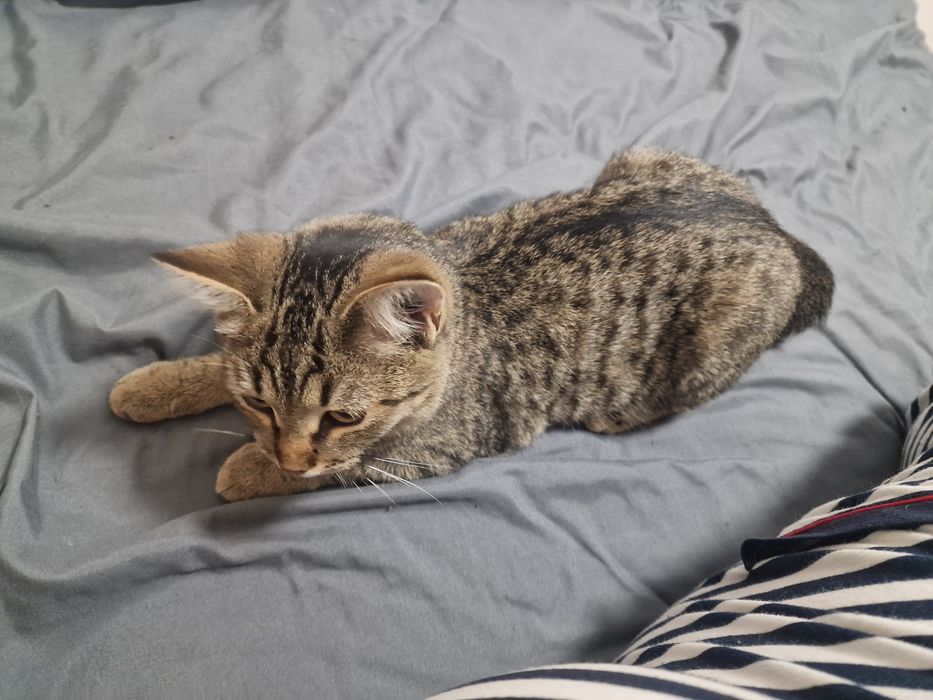 Кошечка ищет дом