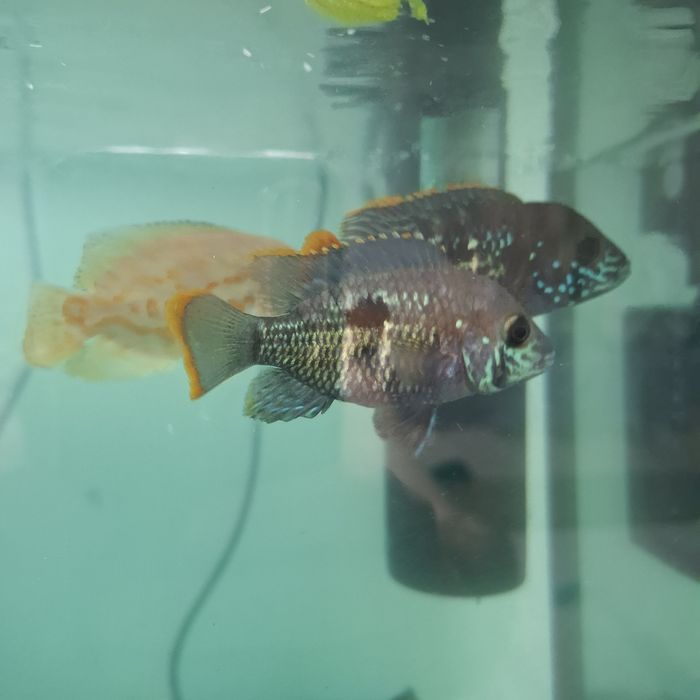 Продам аквариум с рыбками