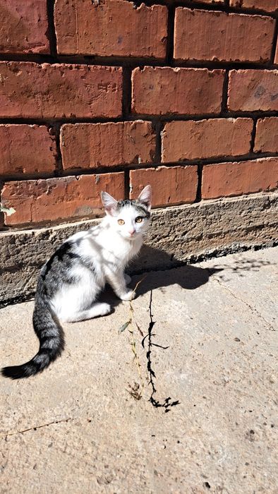 Котята бесплатно