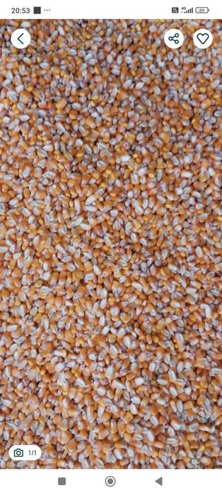 Vând Soia, Porumb, Grâu