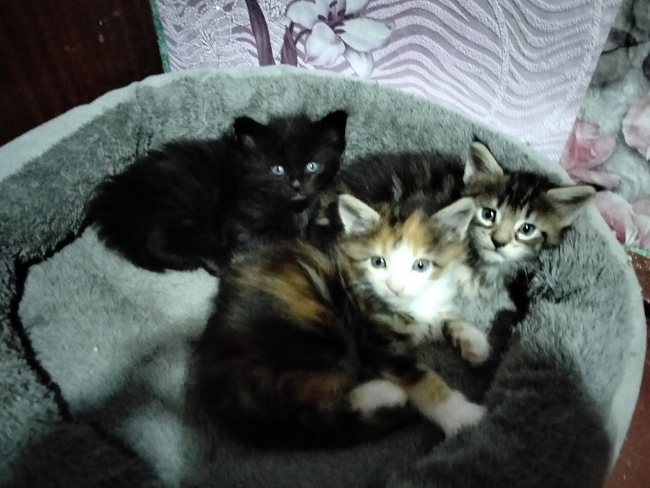 Котята Мейн-куна