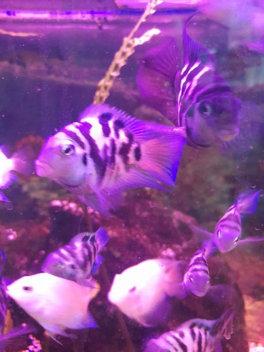 Попугай сапфировый разных размеров,возможен обмен на других рыбок