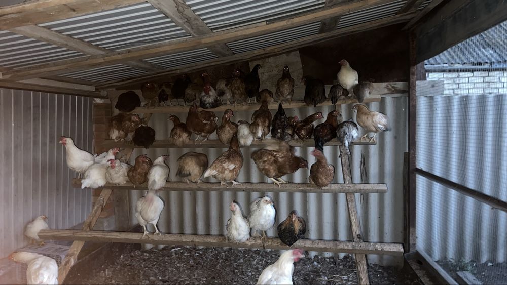 Продам домашних курей разной пароды