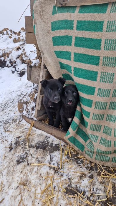 Щенки в добрые руки