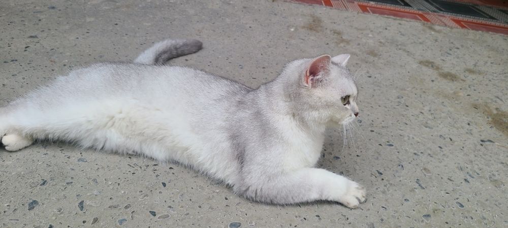 Britanskiy Shinshila qiz mushuk sotiladi