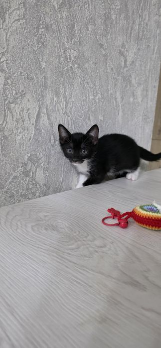 Ищут мам и пап котята