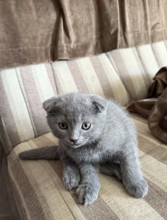 Скоттиш фолд британский