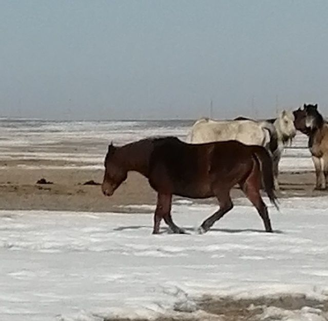 Продам, буаз бие  сатам