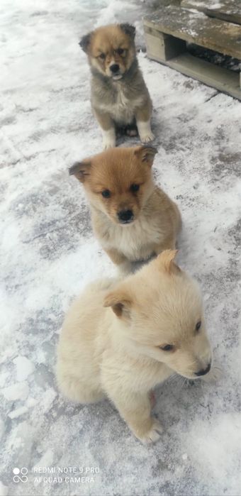 Щеночки в хорошие руки