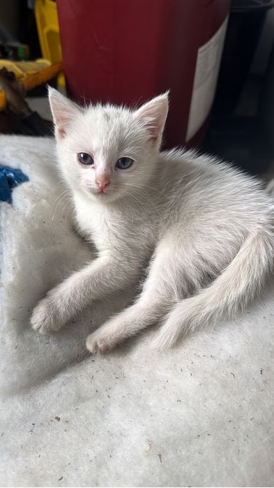 Кошка в добрые руки