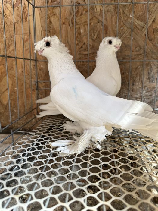 Продам домашних голубей