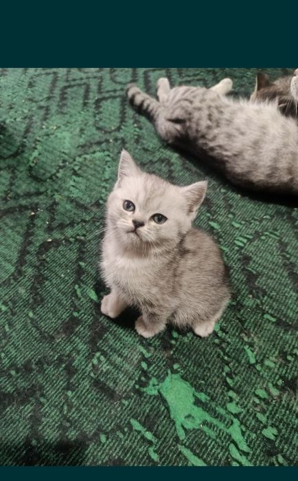 Срочно продаются котята