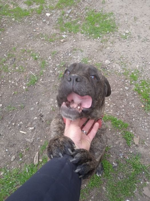 Кане Корсо девочка