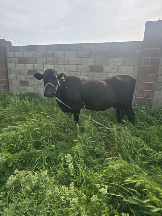 Коровы дойные, домашные. 3 бас сиыр бар