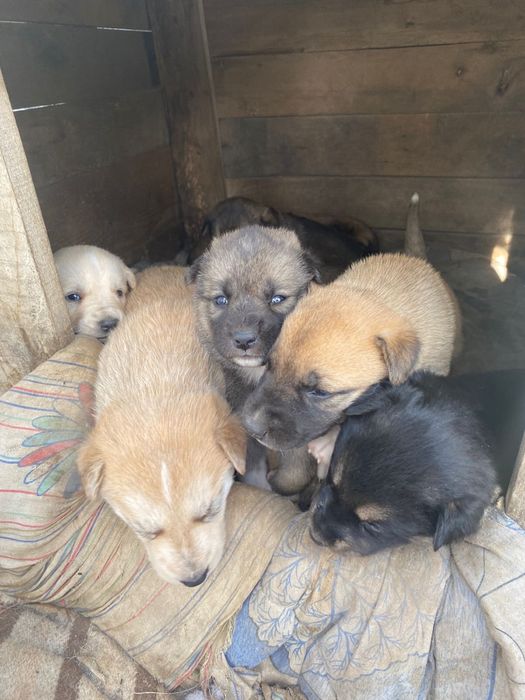 Кутята Бесплатно 1 месяц