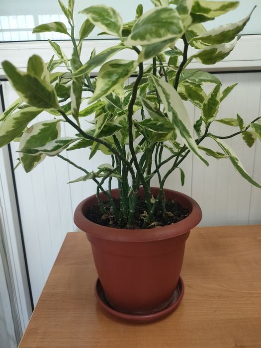 Цветы комнатные в горшках