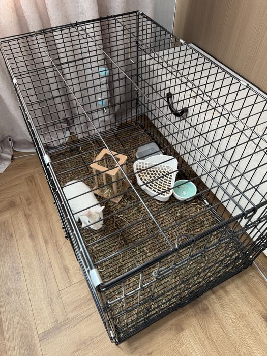 Продам ручного кролика