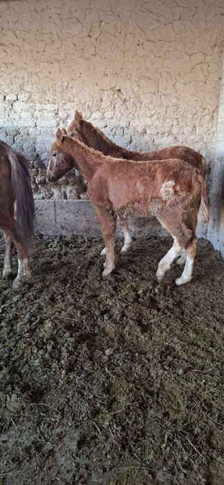 Тайлар сатылады 2 бас