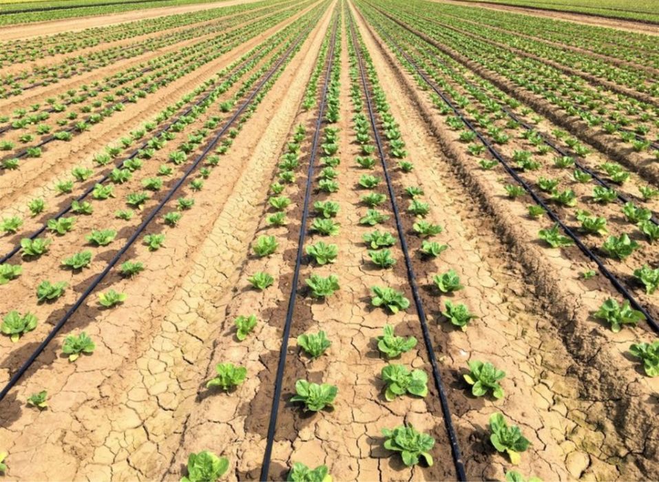 Фонтанчики капельное микроклимат.