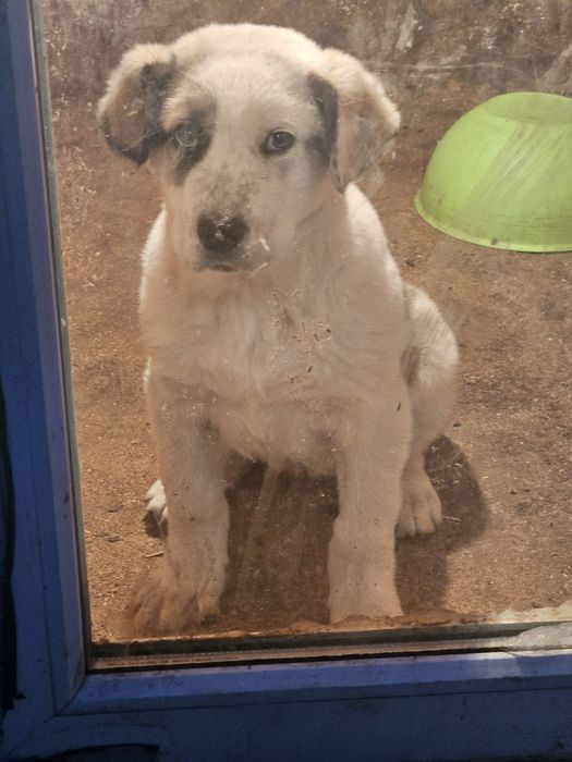 Шенок алабай девочка