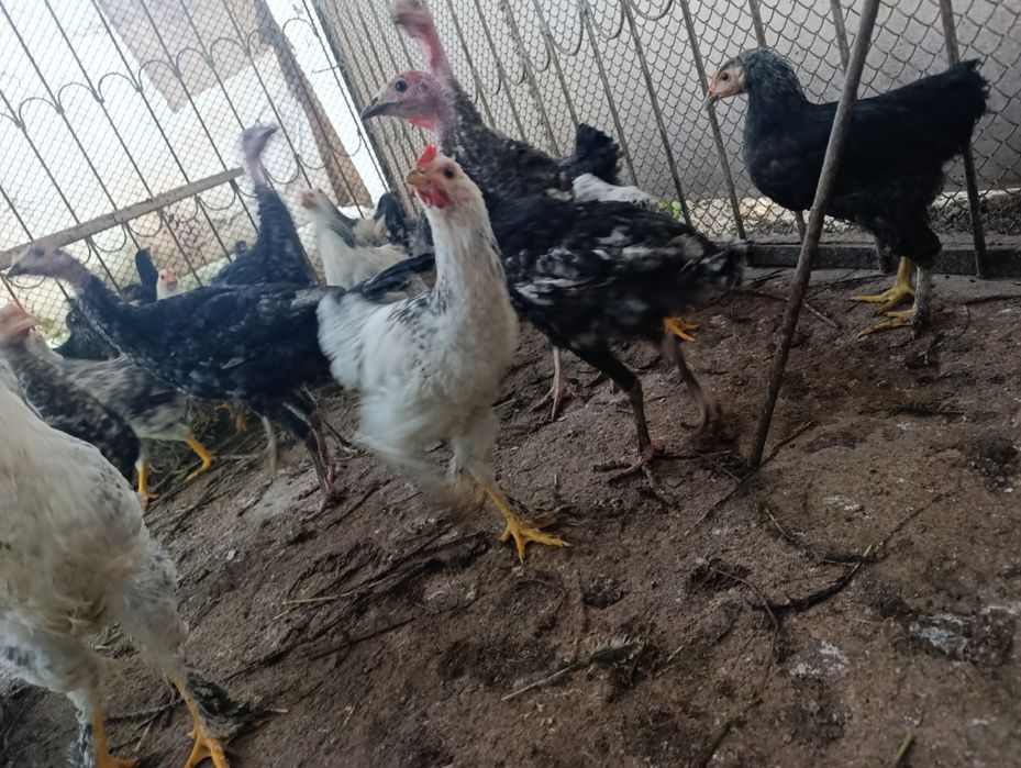 Kurka tovu jojala sotiladi