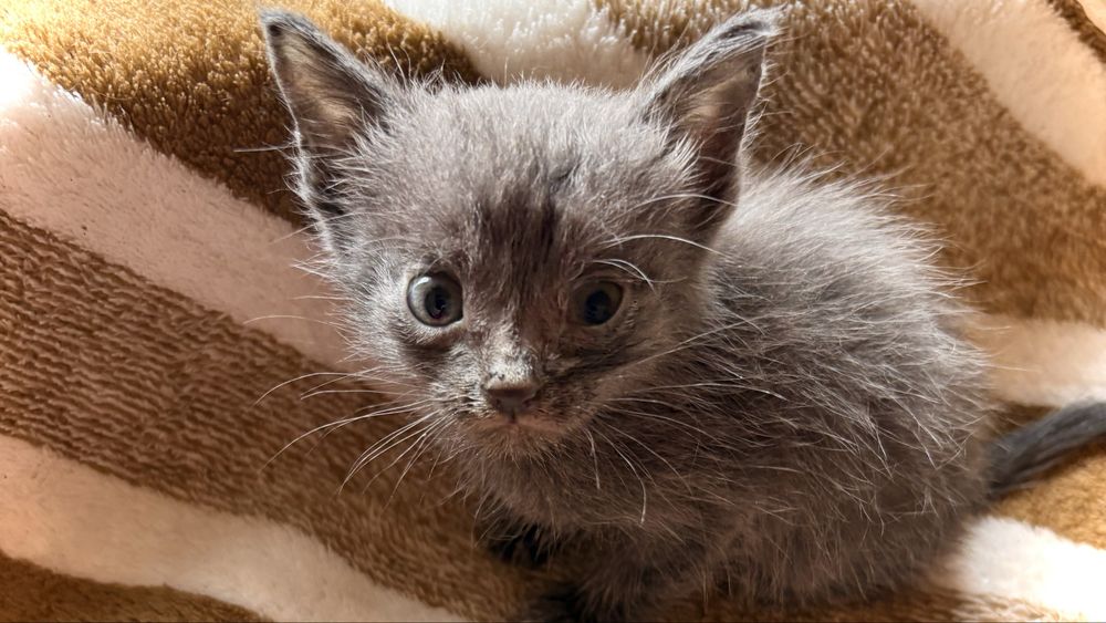 Котята ищут своего человека