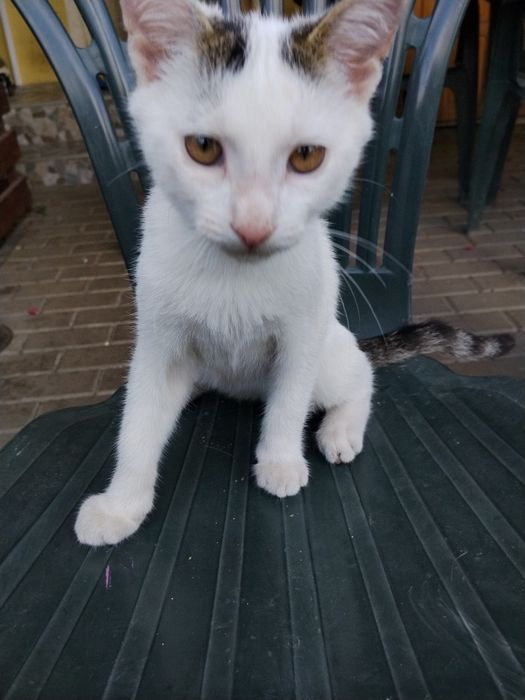 Donez doi pui de pisica maidaneza