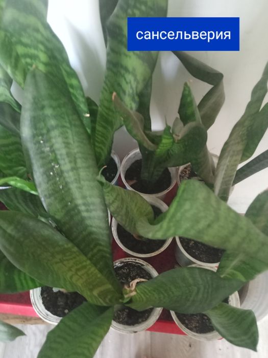 цветы комнатные  ценаот 1500