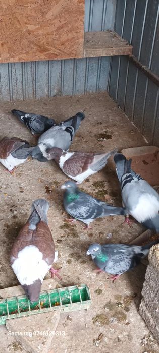 DISPONIBILI  se dau toți 4 Perechi  .mai am și 2 perechi Turturele