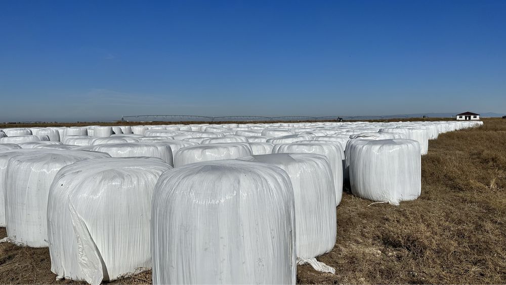 Сено и сенаж люцерны