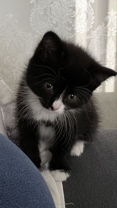 отдам котенка в добрые руки