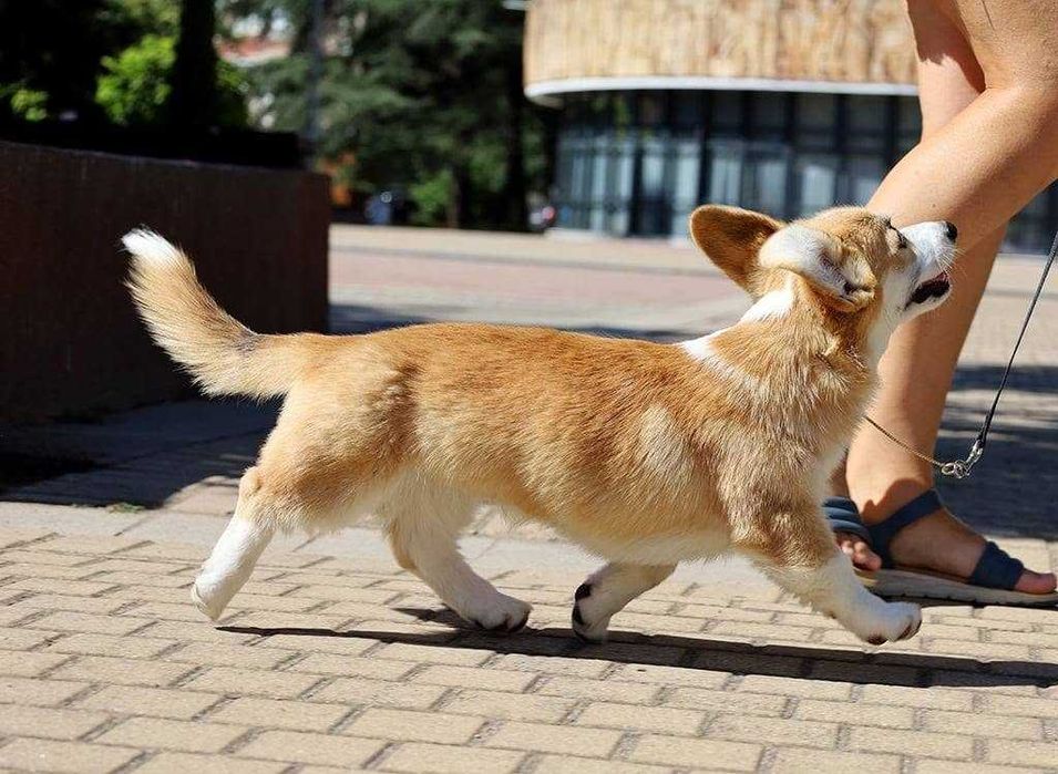 Корги момче 3 мес