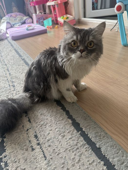 Отдам в хорошие руки