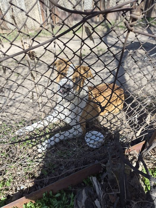 Пит-буль отдам в хорошие руки