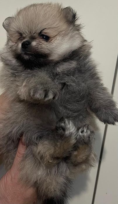 Продаются щенки шпиц"мишка "