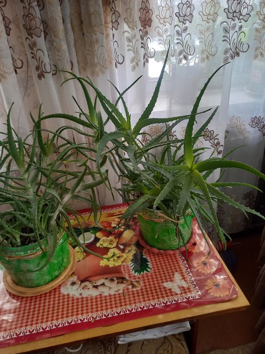 Обменяю на комнатные цветы