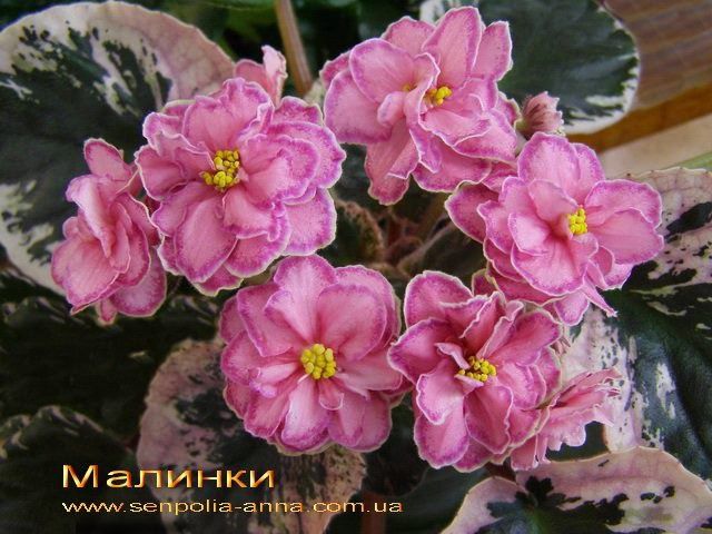 Детки сортовых фиалок