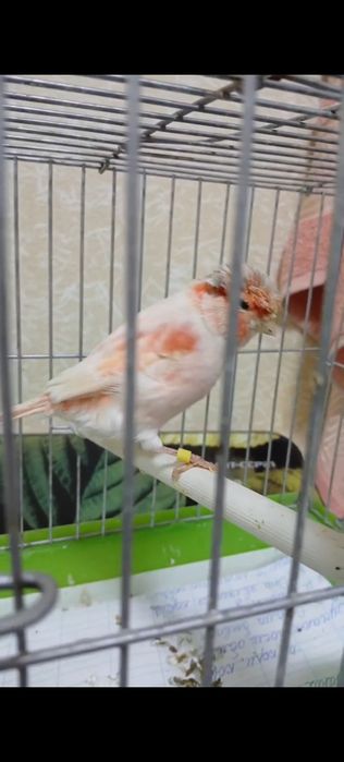 Мазайка нар 7 ойлик 450 минг