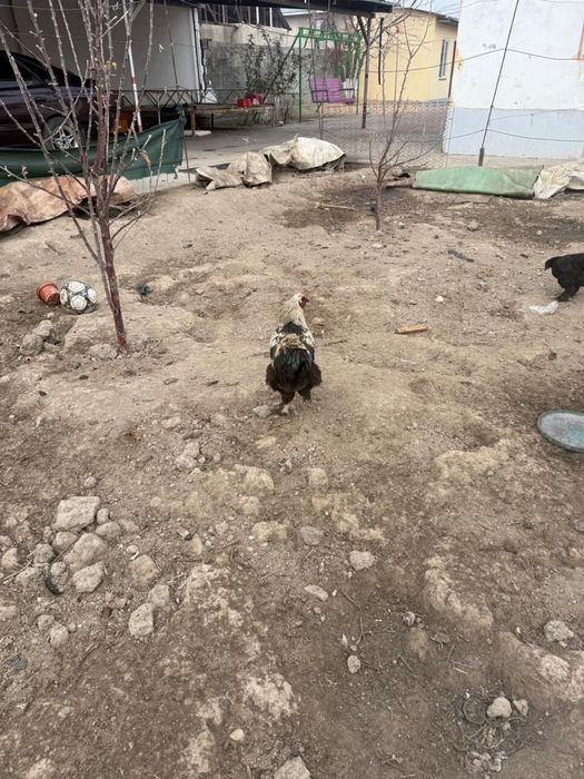 Продается Куры домашние!