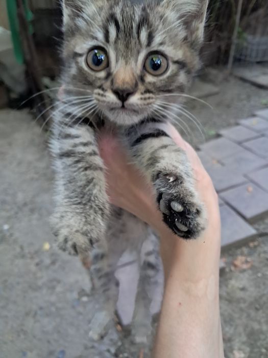 Котёнок в добрые руки