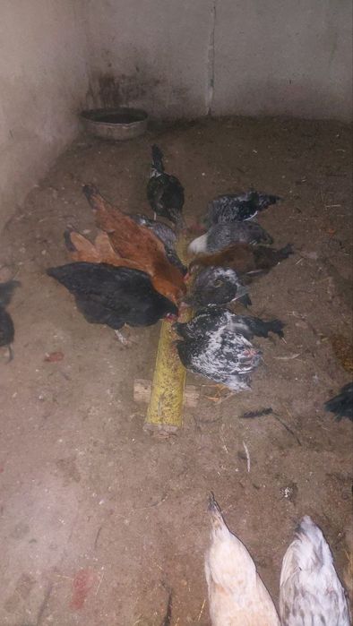 Xonaki joʻja xoʻroz va tovuqlar tez sotiladi.