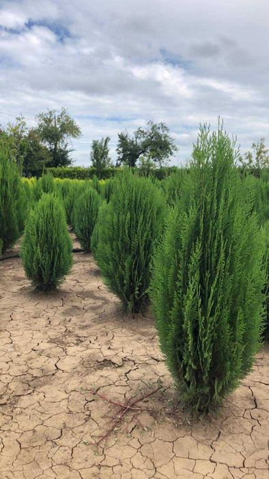 Продавам туя и вечнозелени храсти